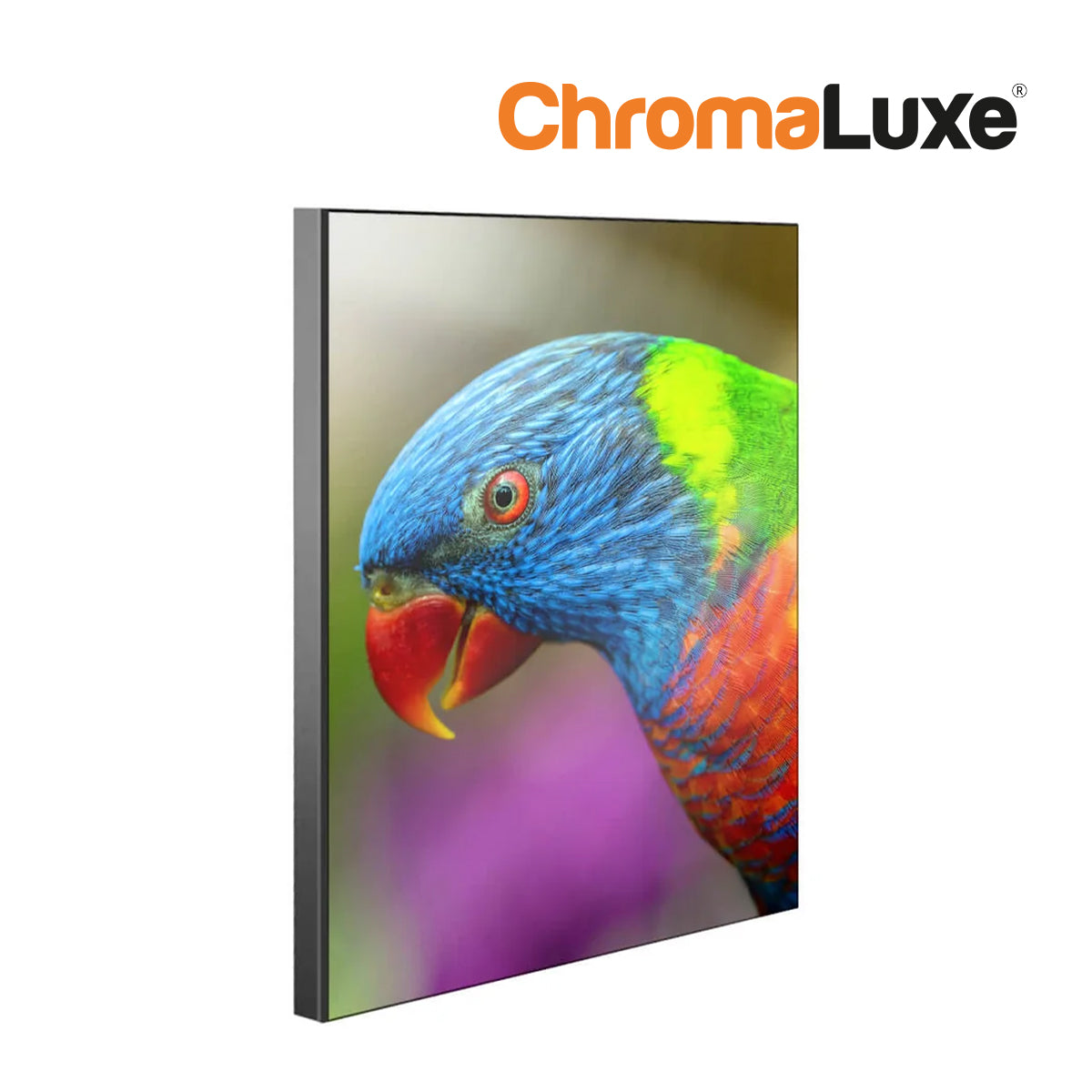 ChromaLuxe Chamfer Sublimation Wall Panel with Black Edge Parrot