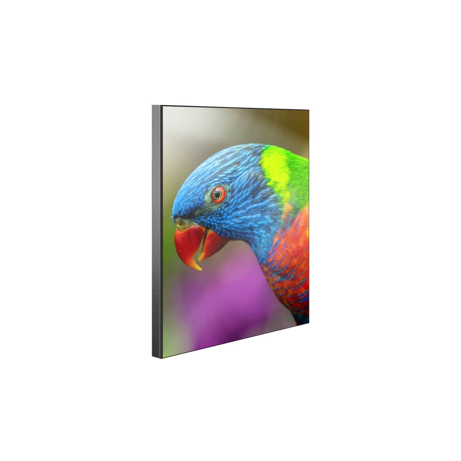 ChromaLuxe Chamfer Sublimation Wall Panel with Black Edge Parrot