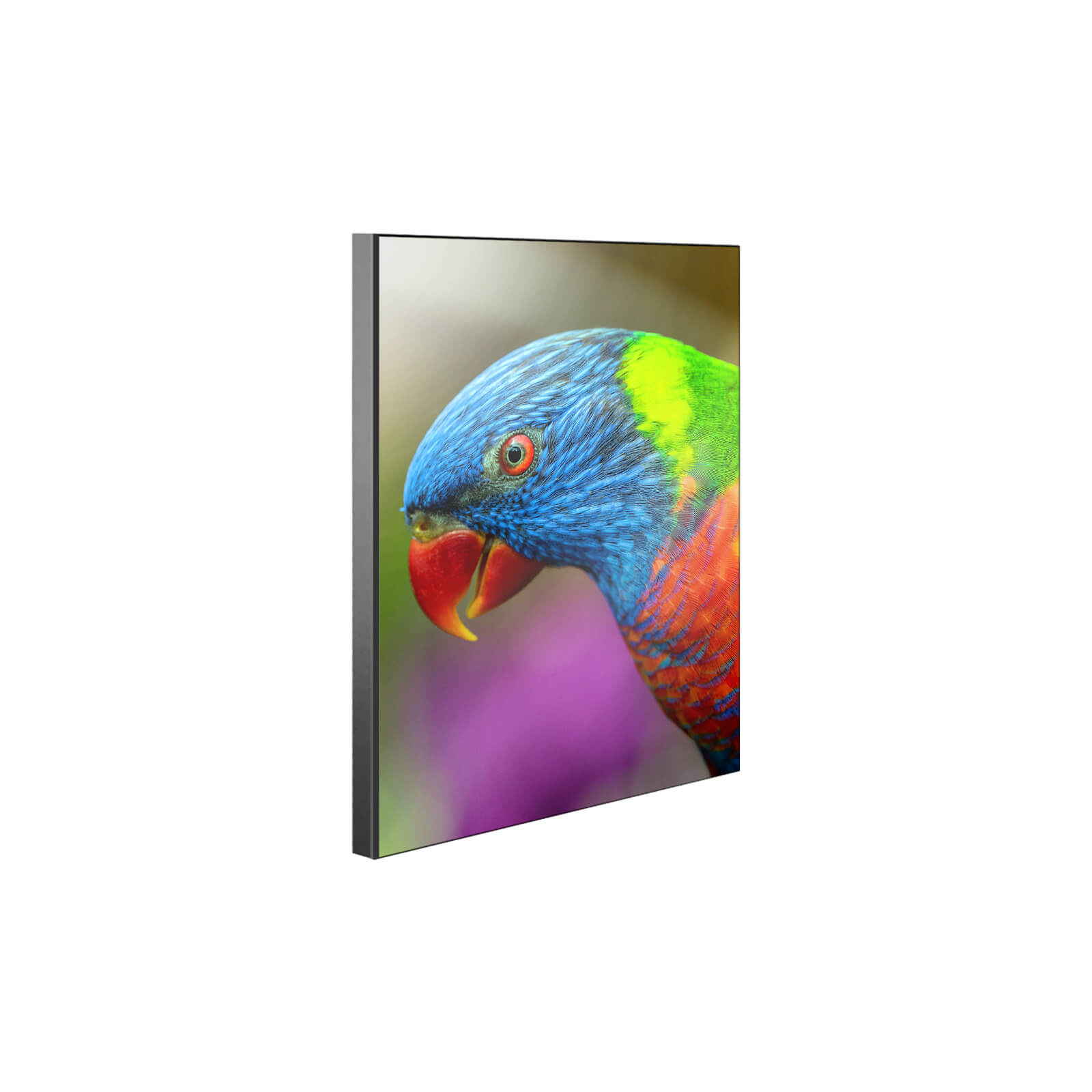 ChromaLuxe Chamfer Sublimation Wall Panel with Black Edge Parrot
