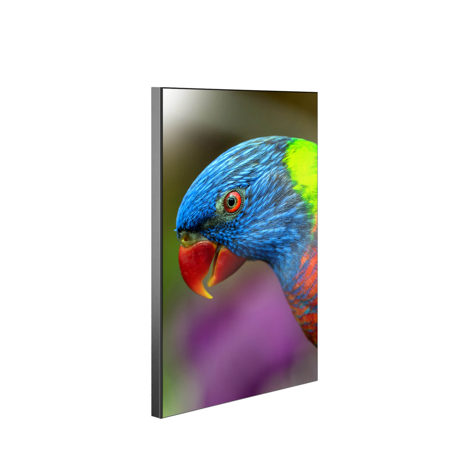 ChromaLuxe Chamfer Sublimation Wall Panel with Black Edge Parrot