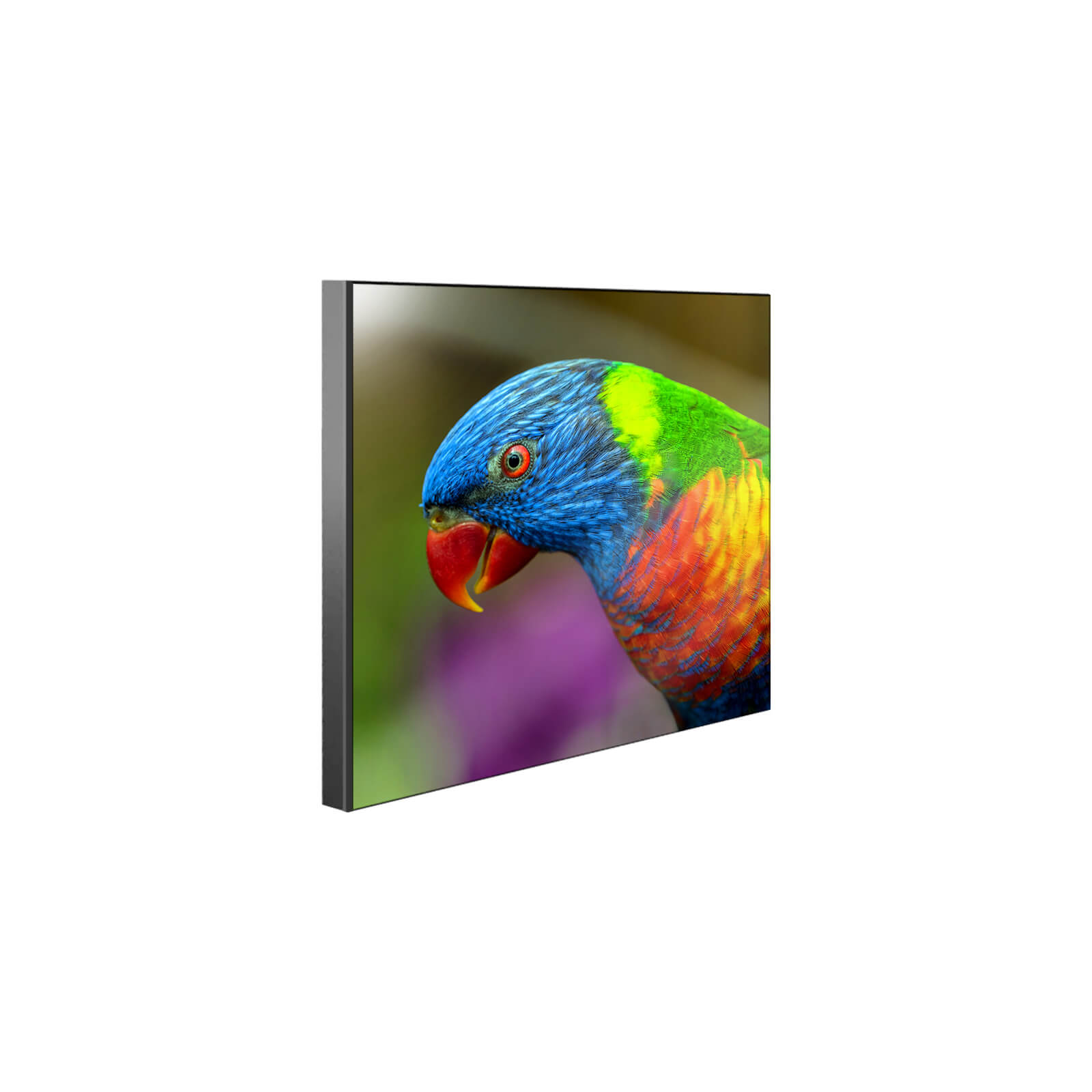 ChromaLuxe Chamfer Sublimation Wall Panel with Black Edge Parrot